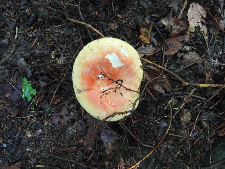 Russula flavisiccans image