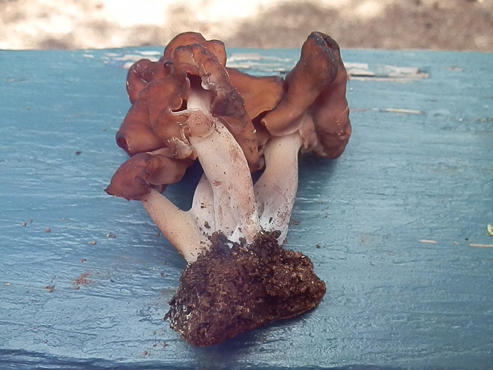 Gyromitra ambigua image