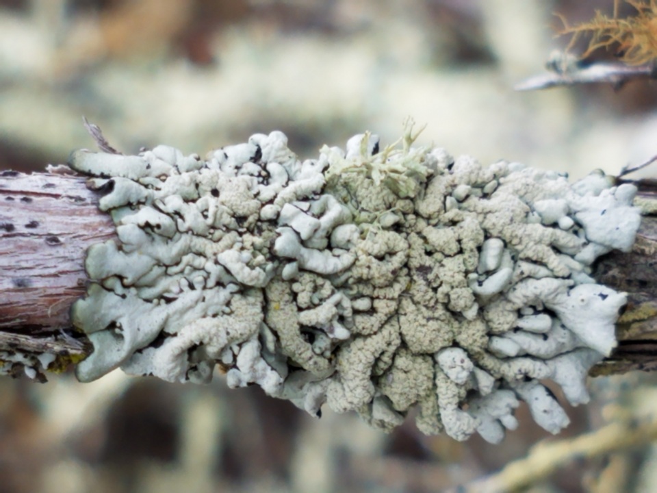 Hypogymnia mollis image