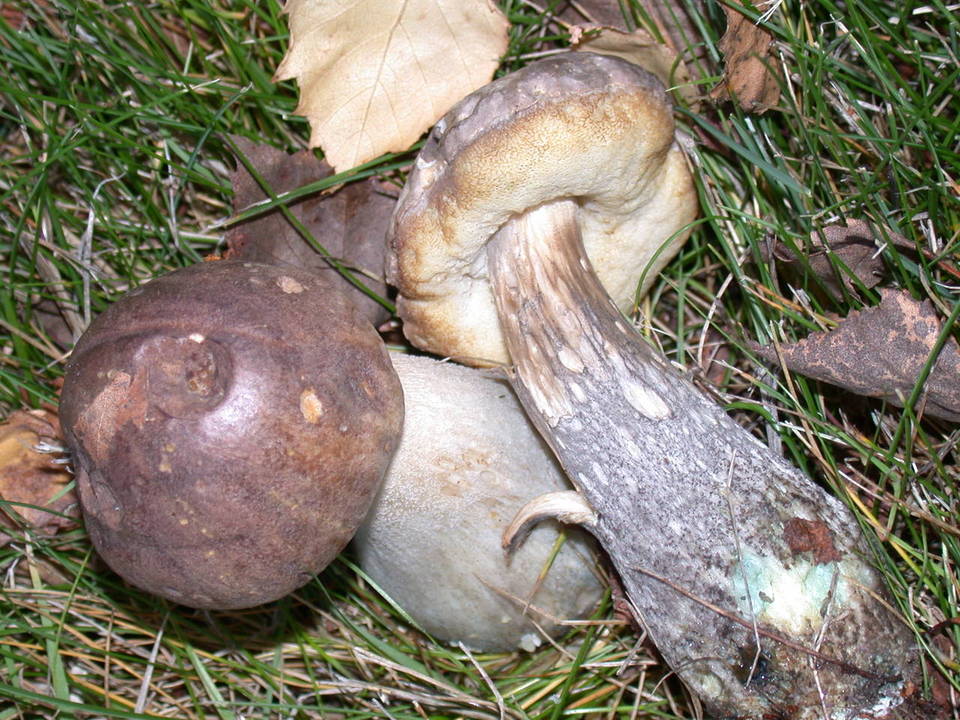 Leccinum cyaneobasileucum image