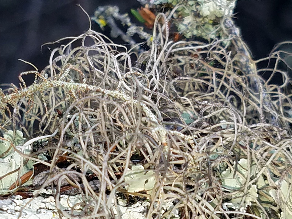 Sulcaria isidiifera image