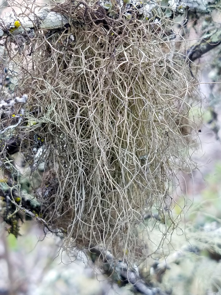 Sulcaria image