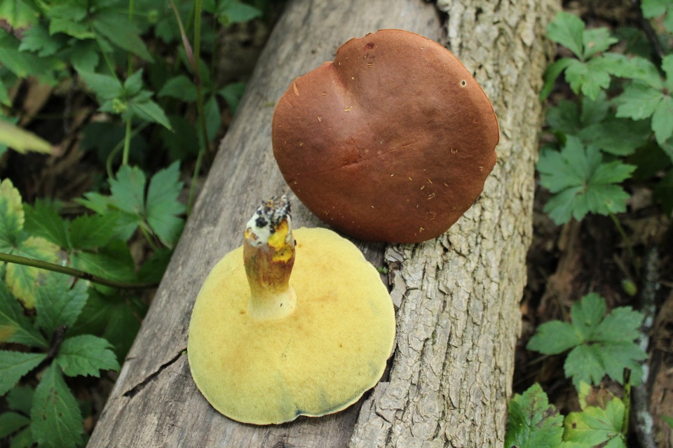 Lanmaoa pseudosensibilis image