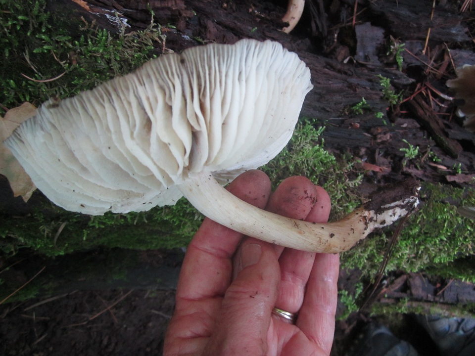 Megacollybia fallax image