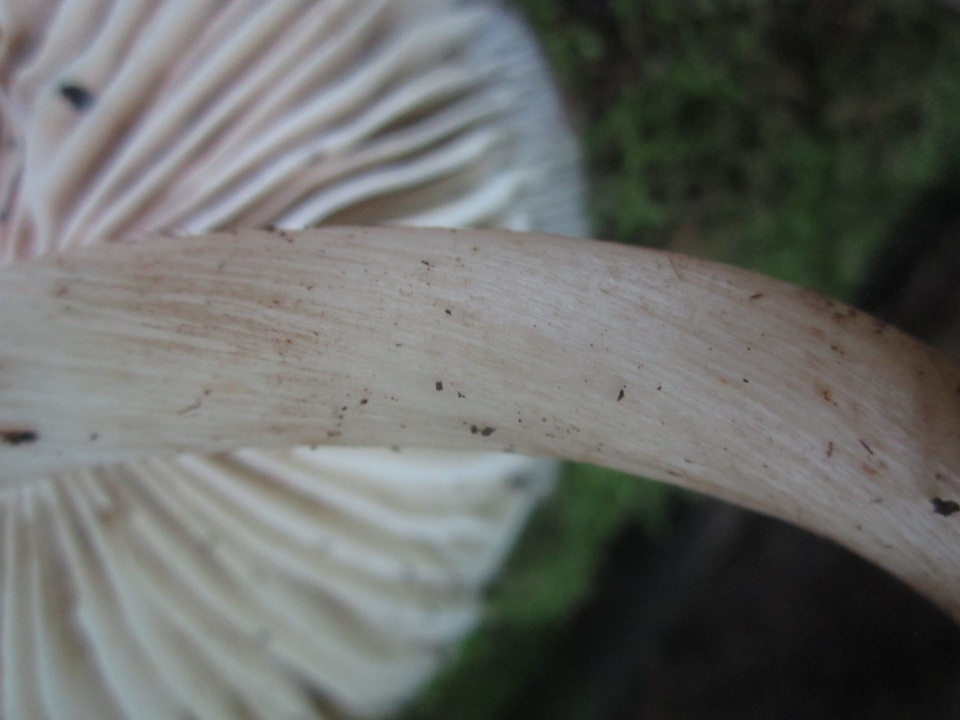 Megacollybia fallax image