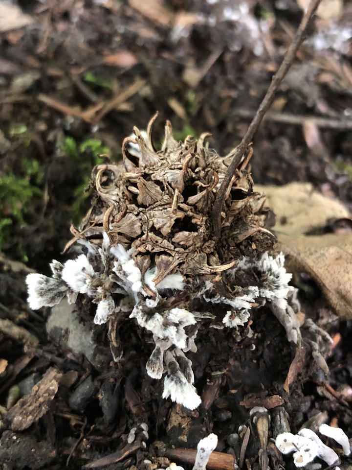 Thelephora americana image