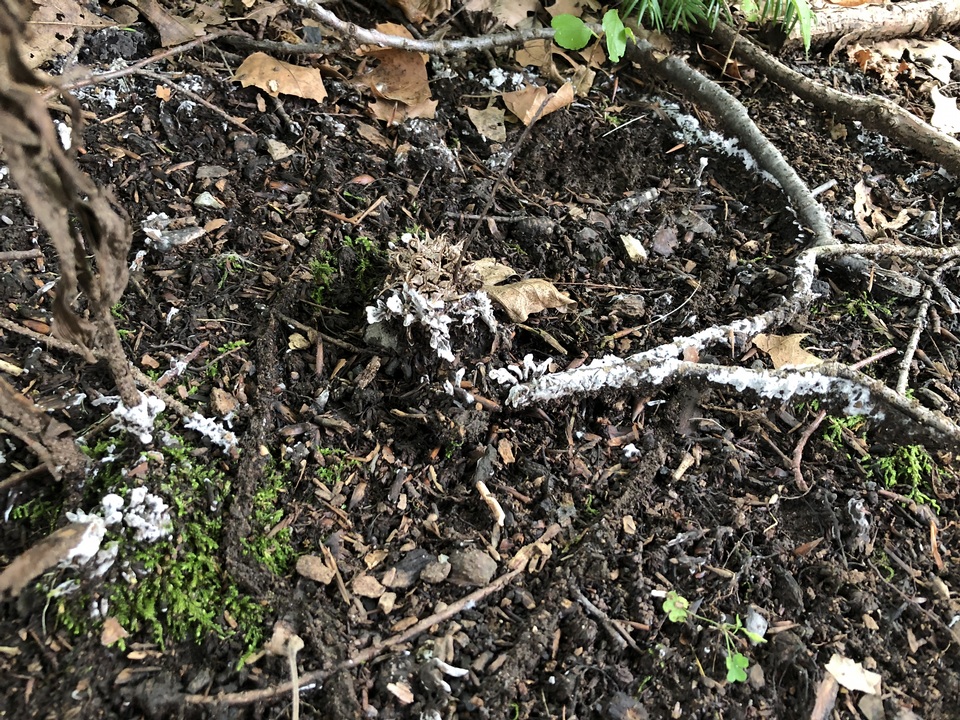 Thelephora americana image