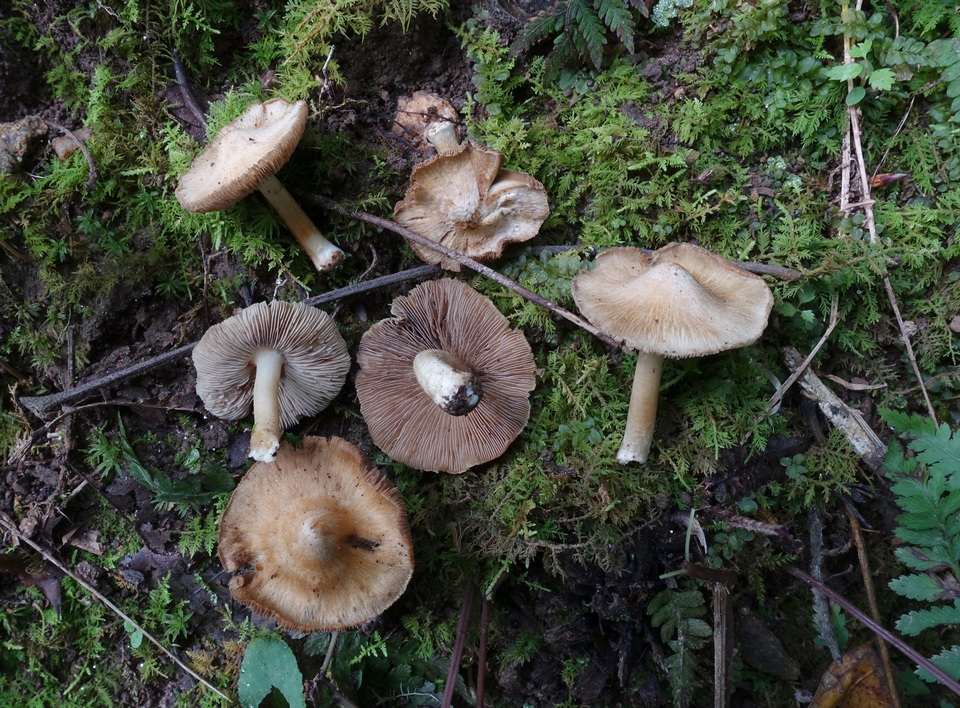 Inocybe rimosoides image
