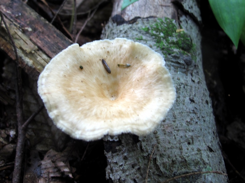 Bresadolia craterella image