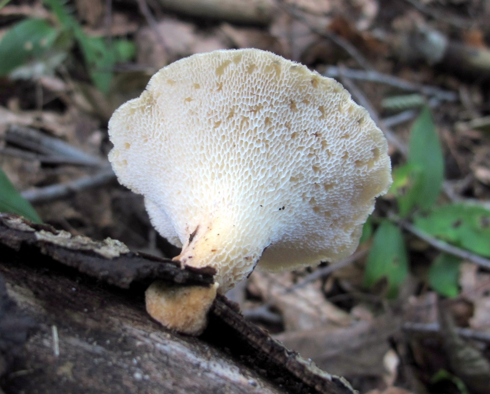 Bresadolia craterella image