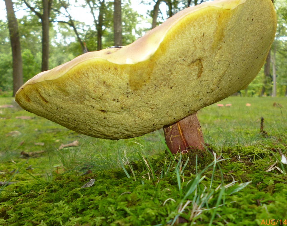 Lanmaoa pallidorosea image