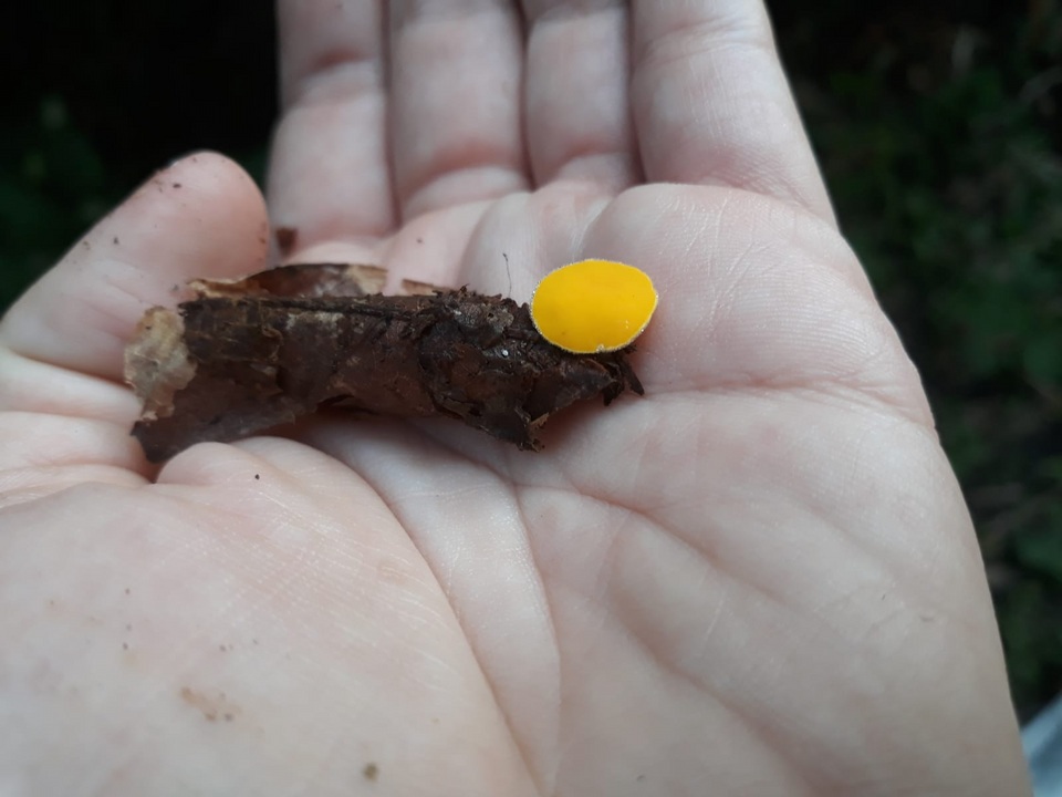 Acervus flavidus image