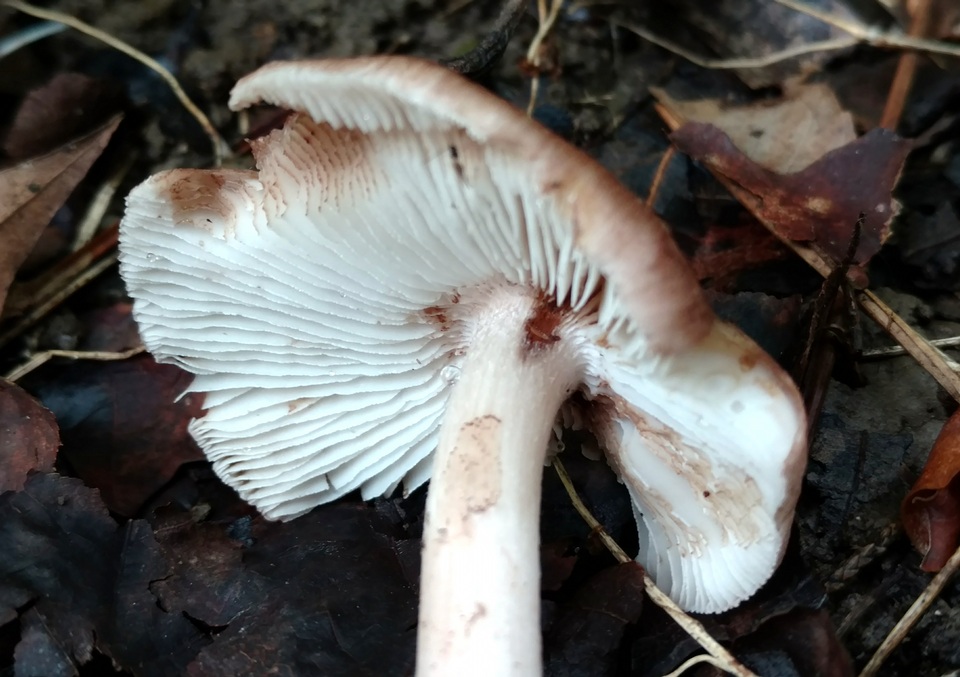 Inocybe adaequata image