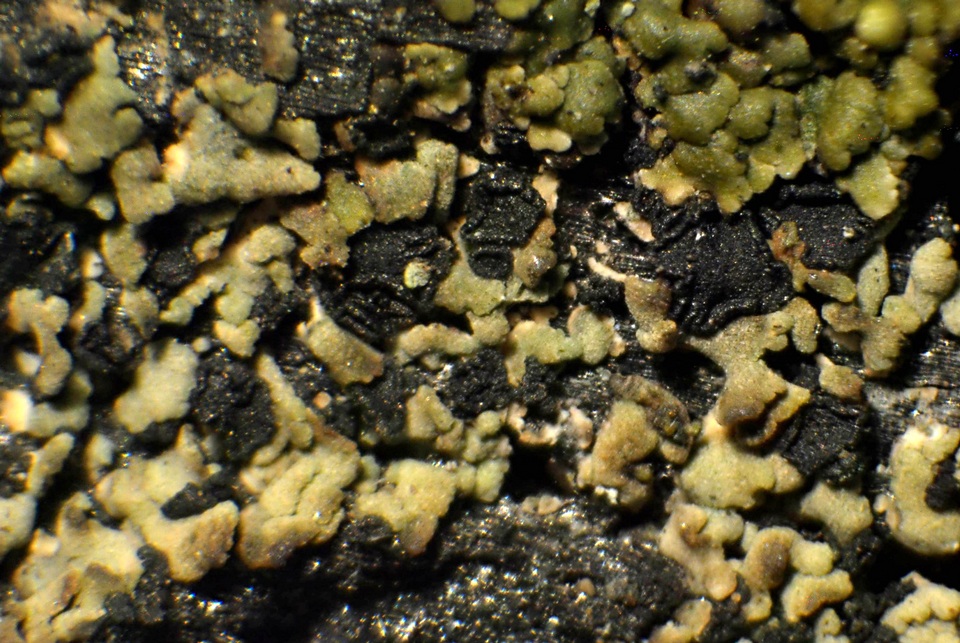 Xylopsora friesii image