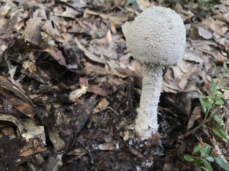 Amanita tephrea image