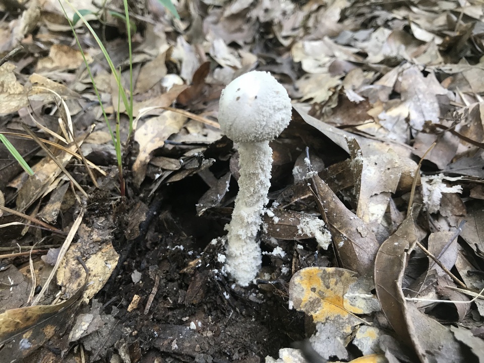 Amanita tephrea image