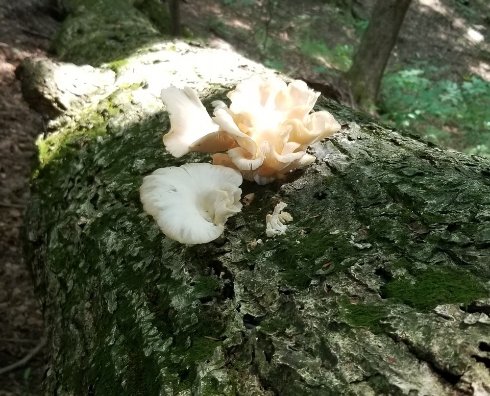Pleurotus ostreatoroseus image