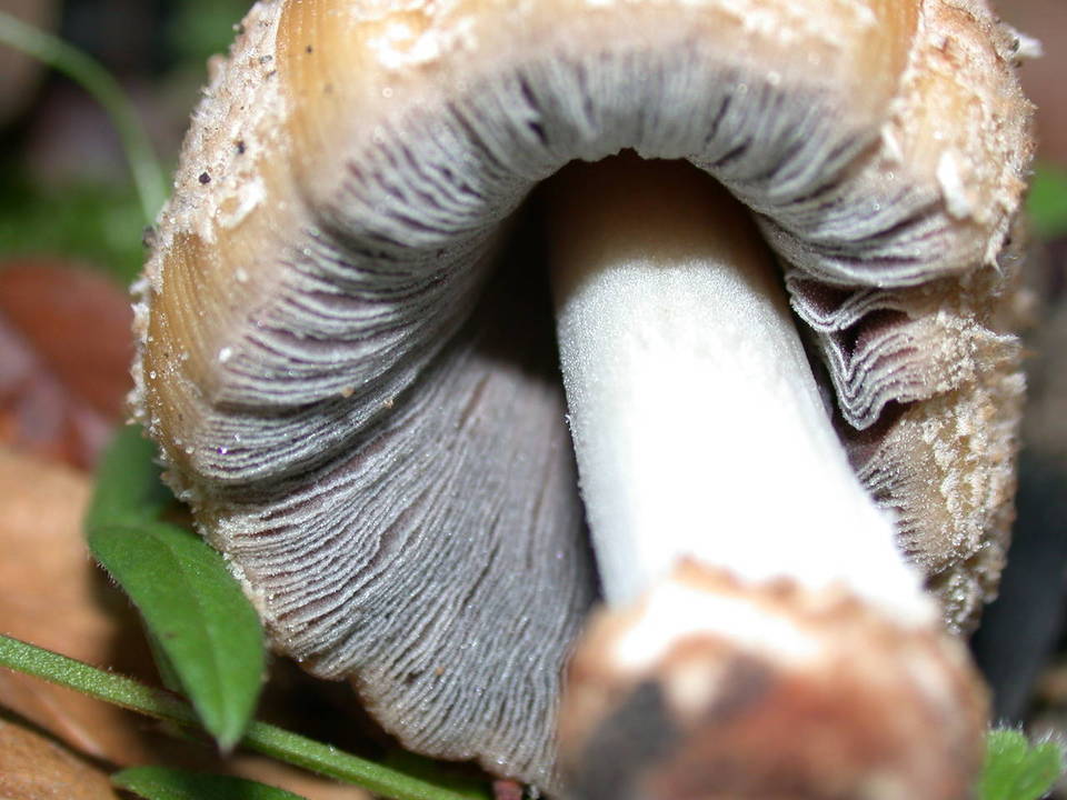 Coprinellus bipellis image