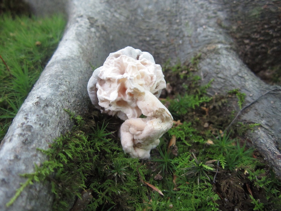 Hypomyces porphyreus image