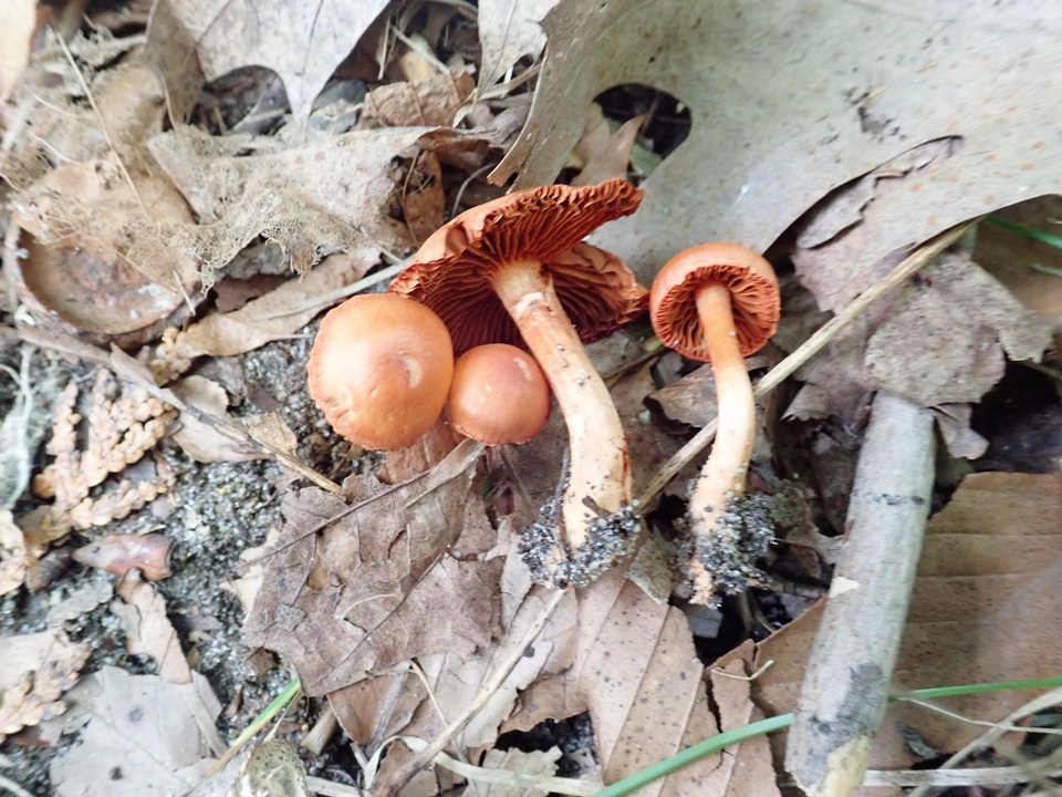 Cortinarius hesleri image