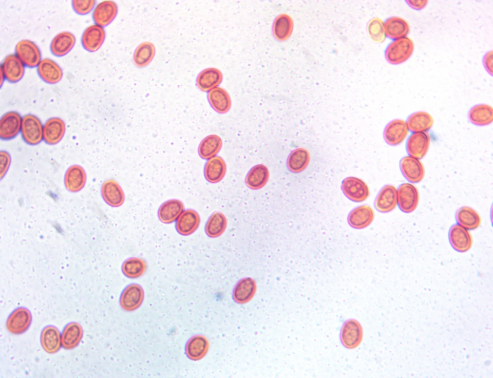 Inocutis rheades image