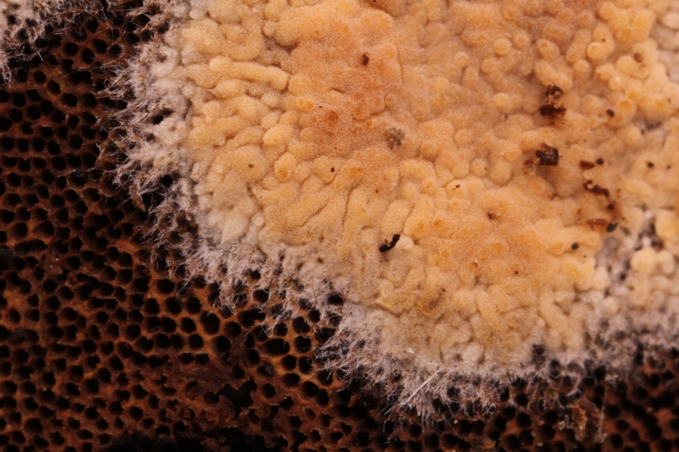 Galzinia incrustans image