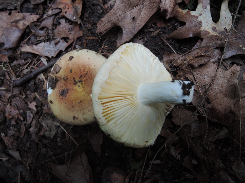 Russula duportii image