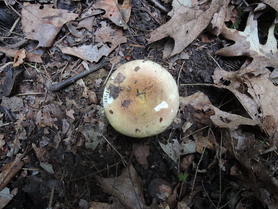 Russula duportii image