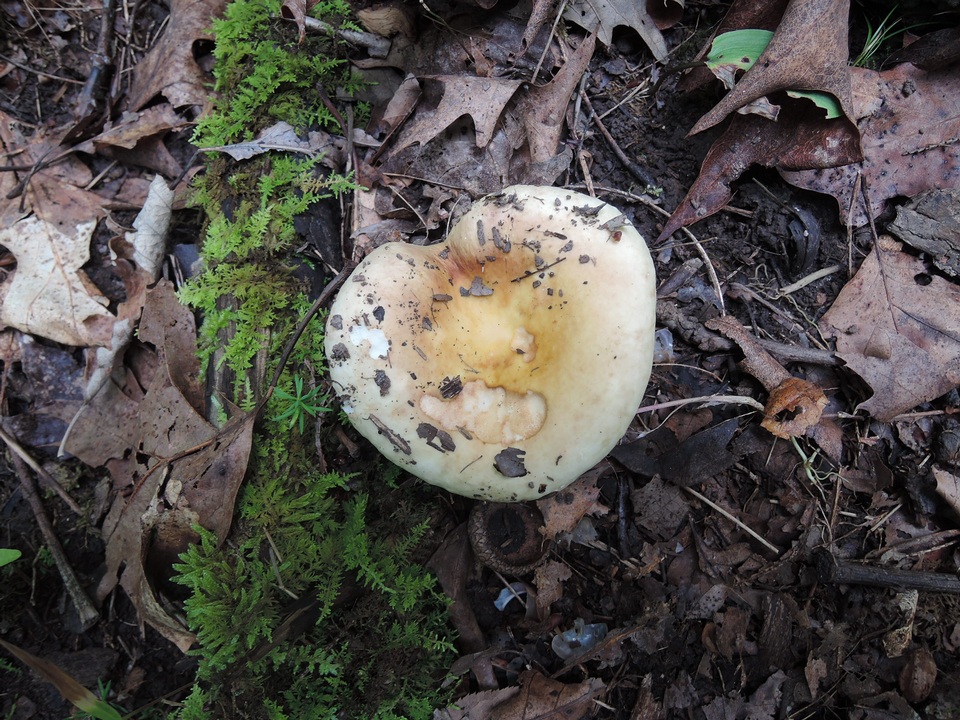 Russula duportii image