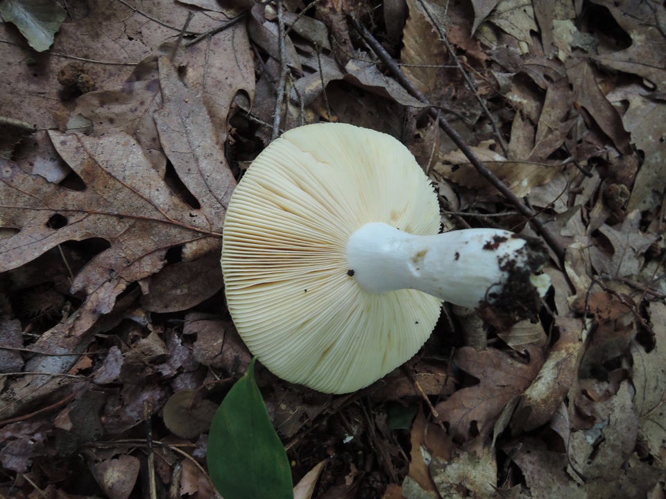 Russula bicolor image