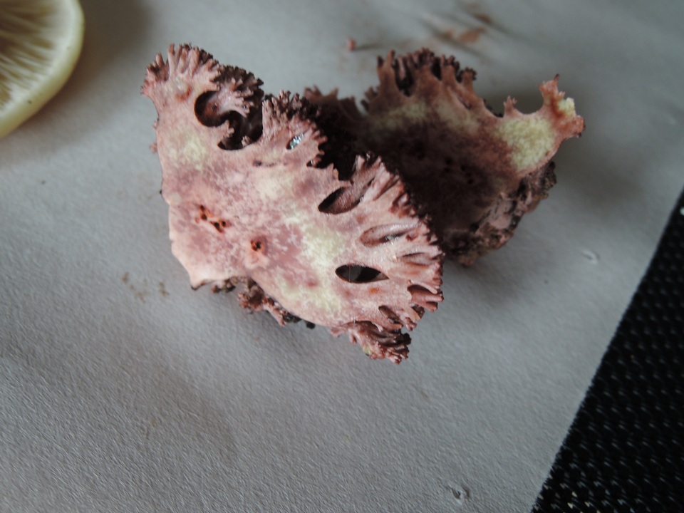 Ramaria coulterae image