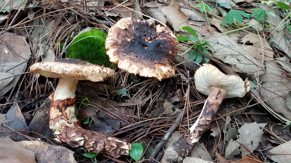 Tricholoma mesoamericanum image