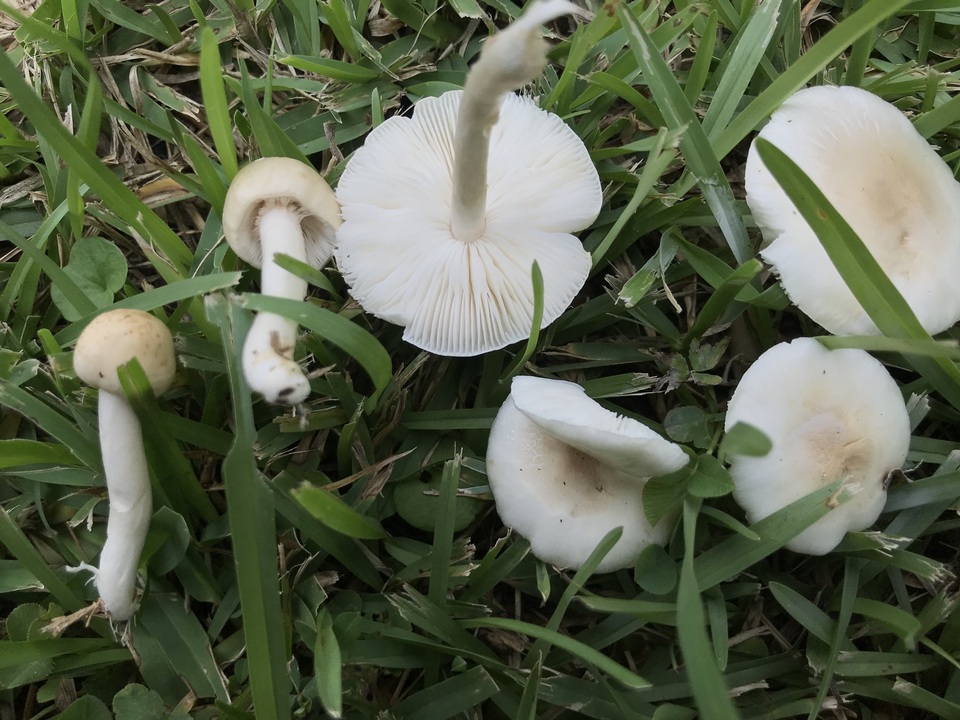 Limacella subillinita image