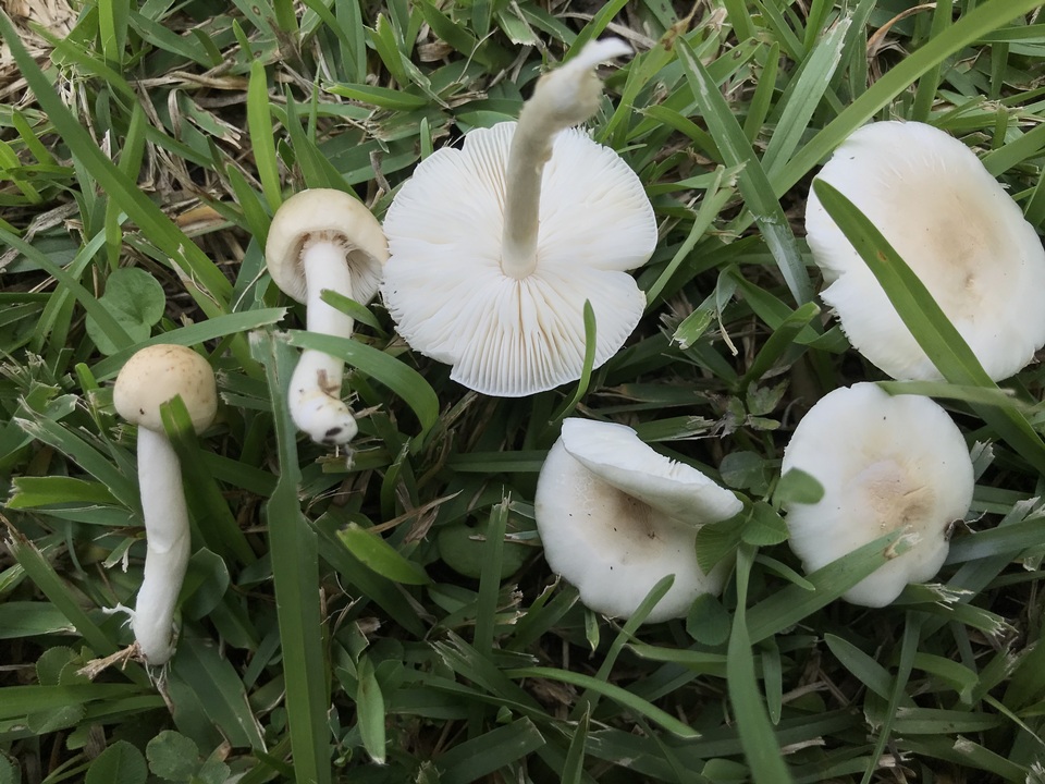 Limacella subillinita image
