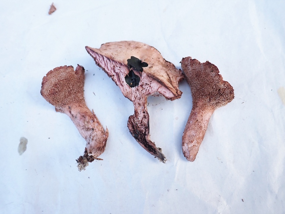 Sarcodon joeides image