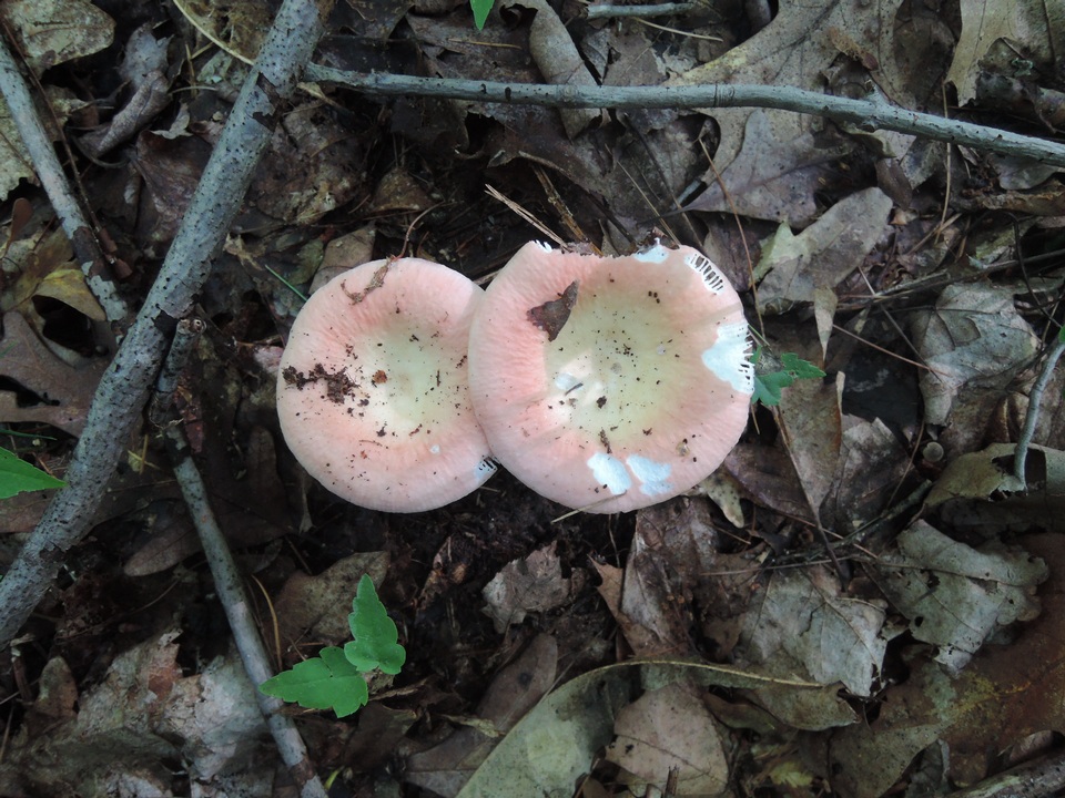 Russula aurora image