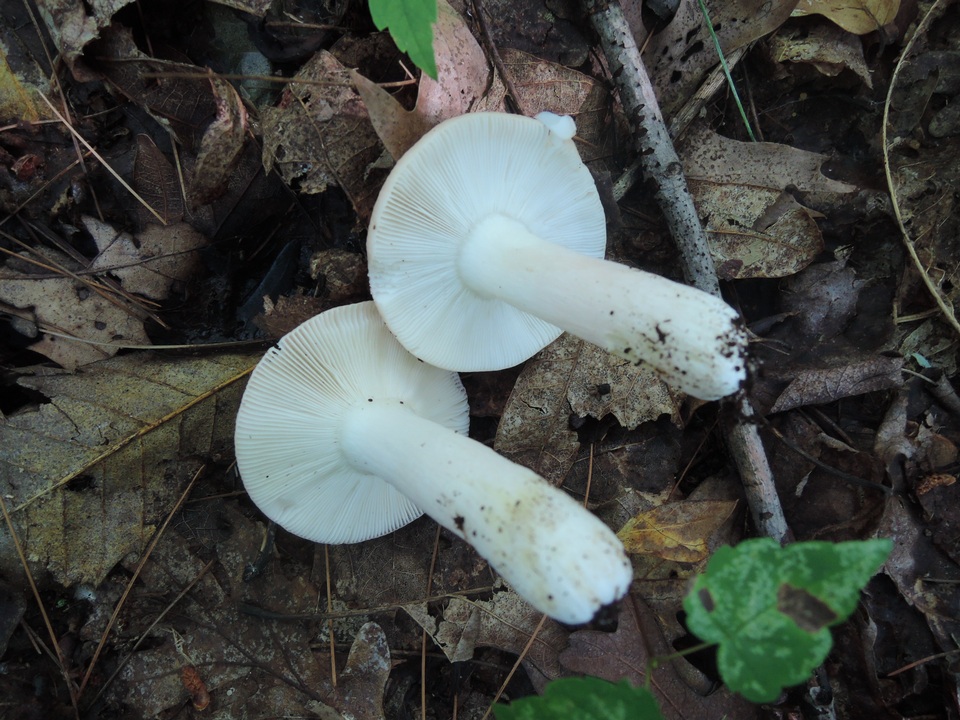 Russula aurora image
