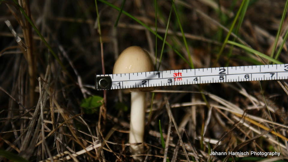 Limacella illinita var. illinita image
