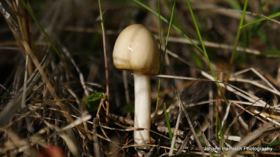 Limacella illinita var. illinita image