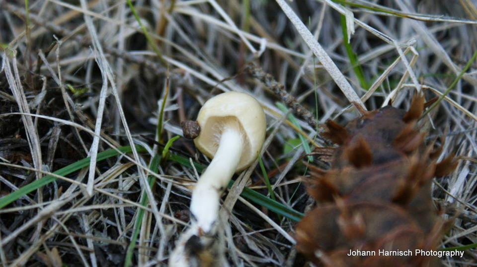 Limacella illinita var. illinita image