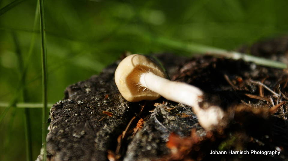Limacella illinita var. illinita image