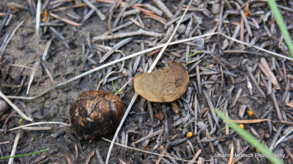 Rhizopogon brunneiniger image