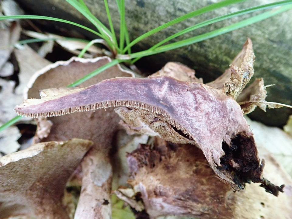 Sarcodon joeides image
