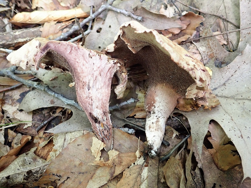 Sarcodon joeides image