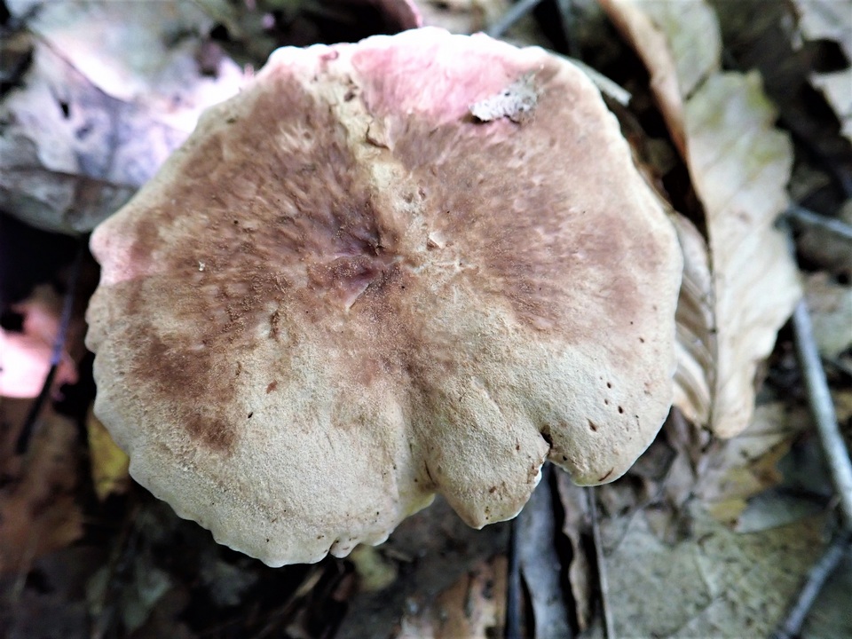 Sarcodon joeides image
