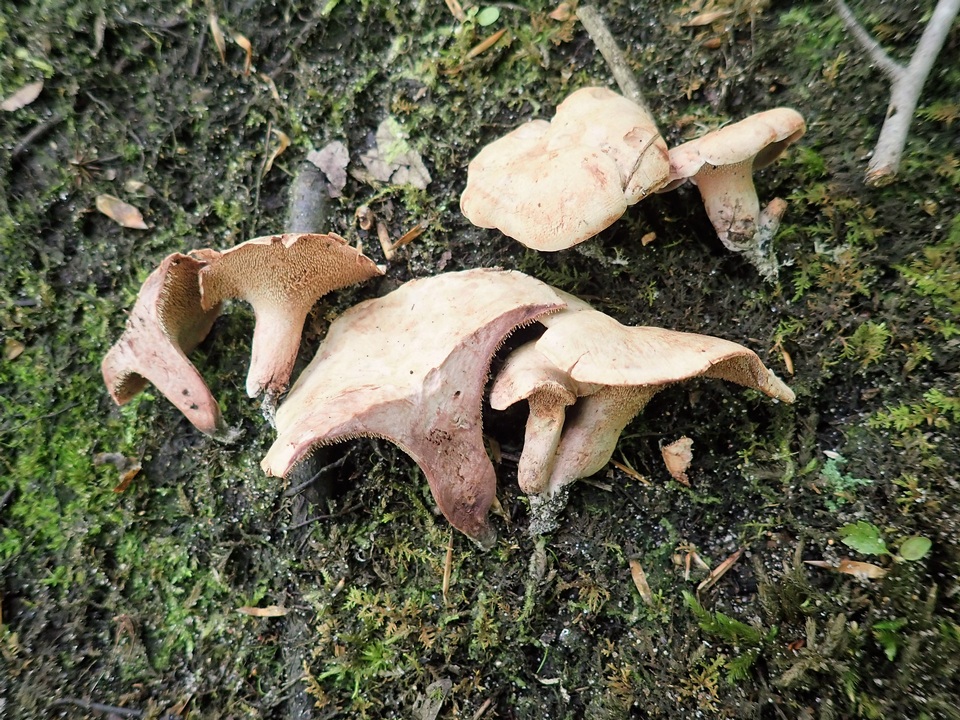 Sarcodon joeides image