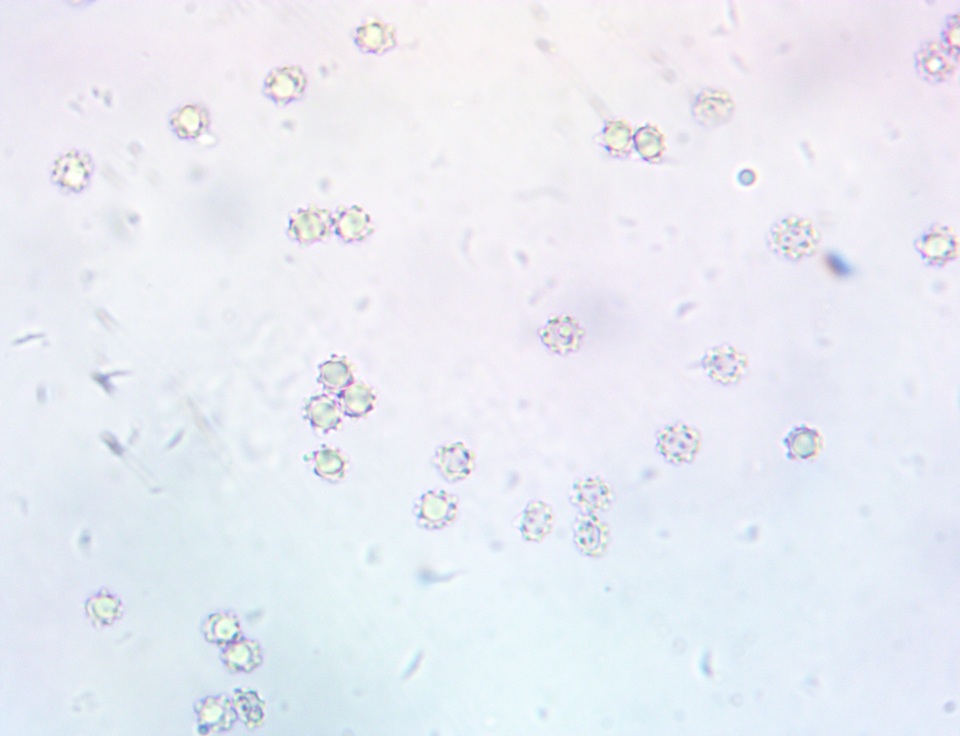 Sarcodon joeides image