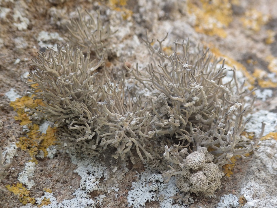 Roccella phycopsis image