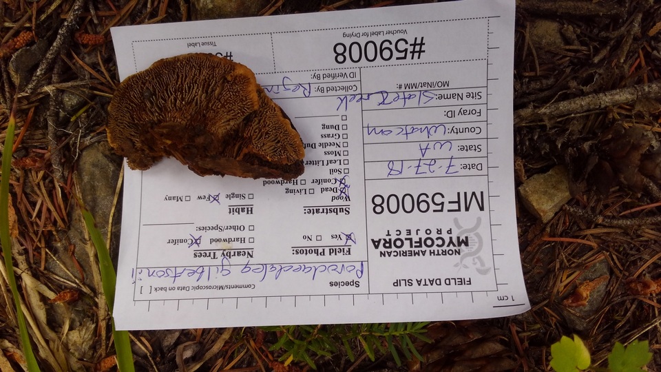 Phellinus gilbertsonii image