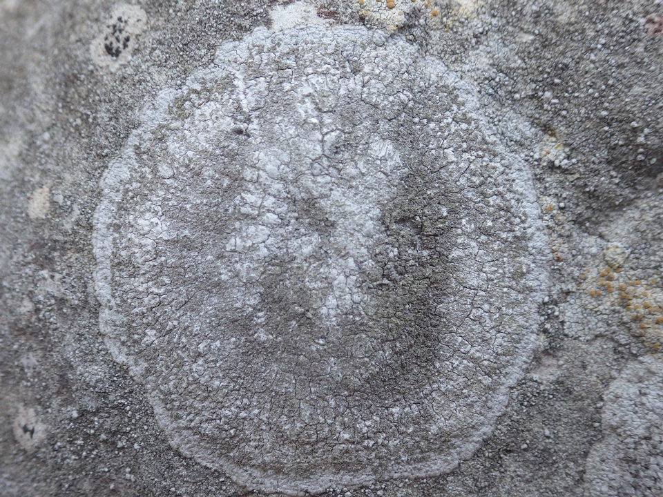 Dirina massiliensis f. sorediata image